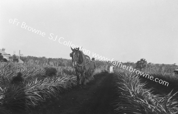 PINEAPPLES, WITH PLOUGHMAN (MR. FLEMING)